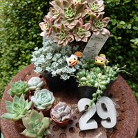 白雪ミセバヤ,斑入りグリーンネックレス,レッドブル,かすみ草 宿根,斑入り アガベの画像