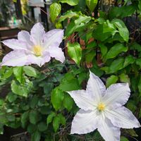 クレマチス,テッセン,鉢植え,お花,花のある暮らしの画像