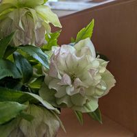 クリスマスローズ,クリスマスローズ,サザンクロス,サザンクロス,美しいの画像