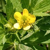 キツネノボタンの画像