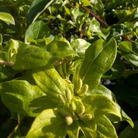 スイカズラ,散歩の画像