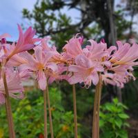 ナツズイセンの画像