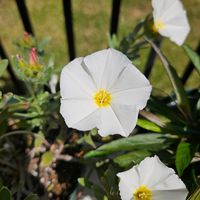 フジ,キンギョソウ　ブロンズドラゴン,コンボルブルス スノーエンジェル,鉢植え,明るい日陰の画像