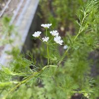 パクチーの画像