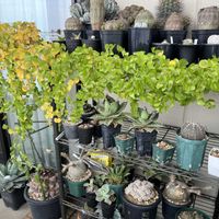 亀甲竜,塊根植物の画像