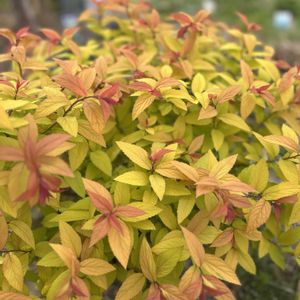 マーガレット,アジュガ　チョコレートチップ,シモツケ ,大手毬（おおでまり）,自己流ガーデニングの画像