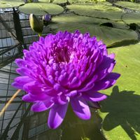 睡蓮,熱帯スイレン,熱帯睡蓮アンチャン1,温室,熱帯睡蓮の画像