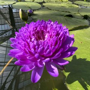 睡蓮,熱帯スイレン,熱帯睡蓮アンチャン1,温室,熱帯睡蓮の画像