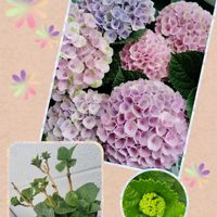 アジサイ,紫陽花,紫陽花 マジカル レボリューション,アジサイ　紫陽花,紫陽花 アジサイ あじさいの画像