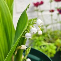 鉢植え,明るい日陰,プランター,ガーデニング初心者,園芸初心者の画像