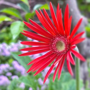 ガーベラ,原種ガーベラ,ガーデンガーベラ,赤い花,ガーデニングの画像