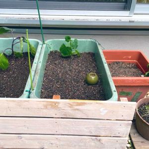 夏野菜,小さな庭,家庭菜園の画像