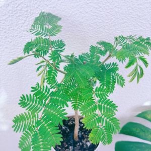 ネムノキ,ネムノキ,エバーフレッシュ,沖縄の画像