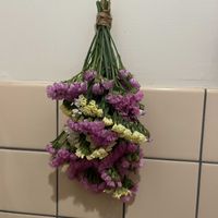 スターチスの画像