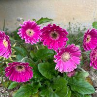 ガーベラ,ガーベラ,ガーベラ,ガーベラ,ガーベラの画像