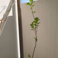 リンゴ,蒔いてみたシリーズの画像