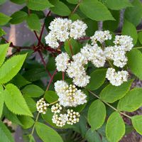 ナナカマドの画像