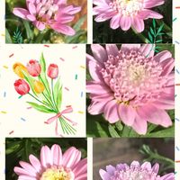 オダマキ,オダマキ,マーガレット,マーガレット,クモマグサの画像