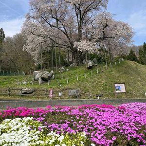 サクラ,ヤマザクラ,感謝,花のある暮らし,母への画像