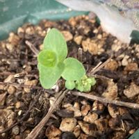 オレガノ,オレガノ ケントビューティー,ハーブ,植物のある暮らし,みどりのある暮らしの画像