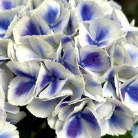 アジサイ,アジサイ 星響,紫陽花 星響,紫陽花が好き♡,紫陽花大好きの画像