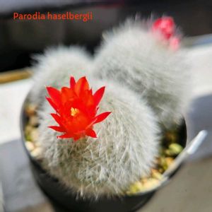 ガーベラ,サボテン,リプサリス,リプサリス ピロカルパ,雪晃の画像