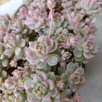 多肉植物,エケベリア属,癒し,お気に入り♡,紅葉多肉の画像