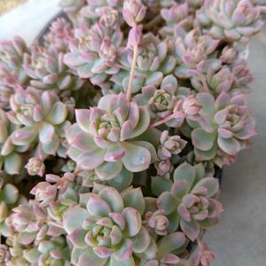 多肉植物,エケベリア属,癒し,お気に入り♡,紅葉多肉の画像