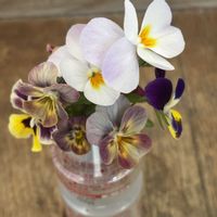 姫秋麗,ビオラ,白雪ミセバヤ,多肉植物,多肉大好きの画像