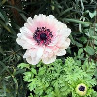 アネモネ,アネモネ,八重咲き　アネモネ,アネモネ・アンアリス, アネモネの画像