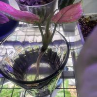 アグラオネマ,アグラオネマ,観葉植物の画像