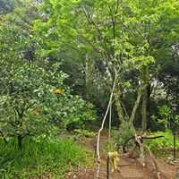 サクランボ,ビワ,ミント,ハーブ,春の庭の画像