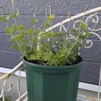 レースラベンダー,サントリー フラワーズ,ペチュニアPREMIUM SERIESの画像