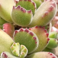 熊童子,多肉中毒,ベランダ多肉,タニラー,多肉女子の画像