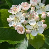 アロニアの画像