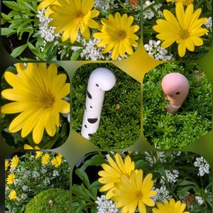 クチナシ,アナベル,ヒメウツギ,ハゼラン(さんじそう),ｵｽﾃｵｽﾍﾟﾙﾏﾑの画像