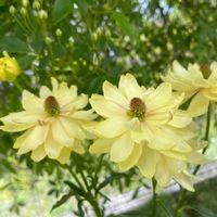 ラッキークローバー,ペチコート水仙,原種系チューリップ ホンキートンク,種まきパンジー. ビオラ,ラナンキュラスラックス アポロンの画像