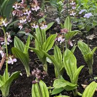 エビネ,スズラン,山椒,木の芽(サンショウ),春の庭の画像