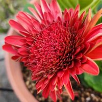 花壇,お出かけ先,畑,庭の画像