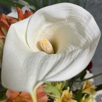 カラー,カラー,アリストロメリア,アリストロメリア,アリストロメリアの画像