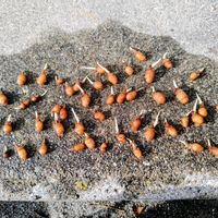 鷺草,植え替え,花のある暮らし,植物のある暮らし,サギ草の画像