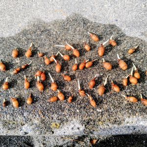 鷺草,植え替え,花のある暮らし,植物のある暮らし,サギ草の画像