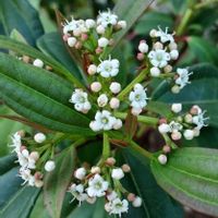 ガマズミ,白い花,樹木,植え込み,木に咲く花の画像