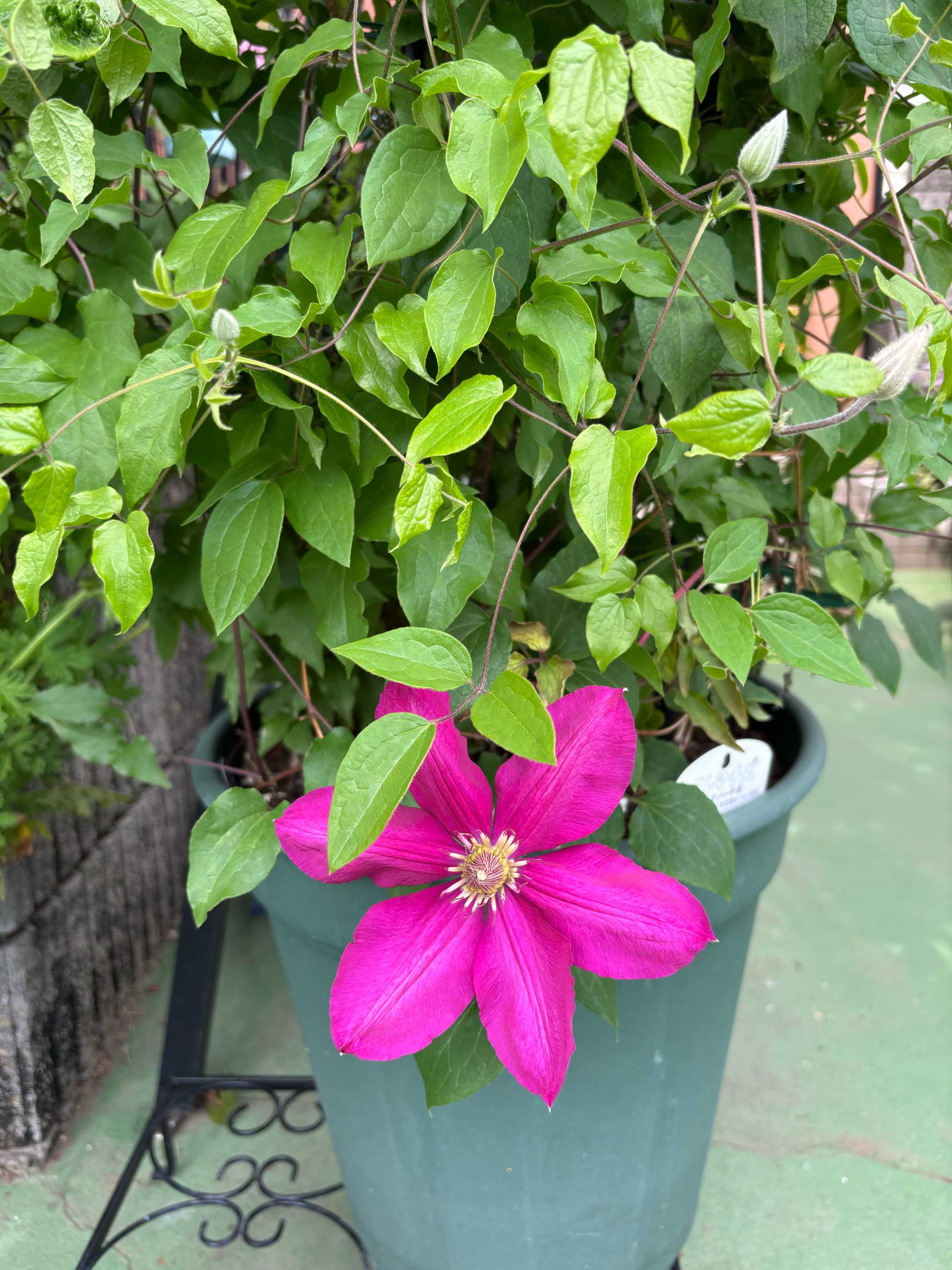 2年目🌸🍃 三種混合クレマチスを今年も満開にしようかな｜🍀GreenSnap