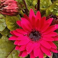 ガーベラ,ヤグルマギク,矢車菊,ピンクの花,種からの画像