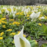 ミズバショウ,リュウキンカ,山野草の画像