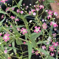 アジュガ,コスモス,スイセン,ポピー,ローズかすみ草の画像