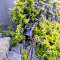 カンガルーポー,緑のある暮らし,みどりのある暮らし,小さな庭の画像