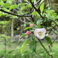 リンゴ,大葉,青紫蘇,リンゴの花,アルプス乙女の画像