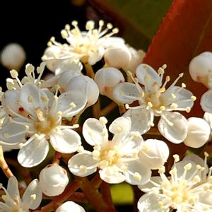 カナメモチ,カナメモチ,カナメモチ,近隣小学校,給食の良い匂いの画像